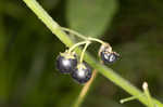 West Indian nightshade